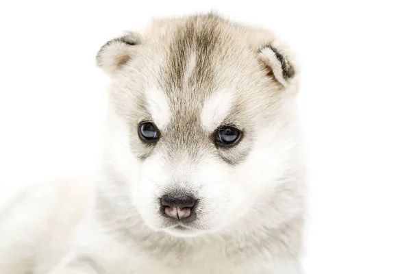 Adorable Cachorro Husky Siberiano Sobre Fondo Blanco —  Fotos de Stock