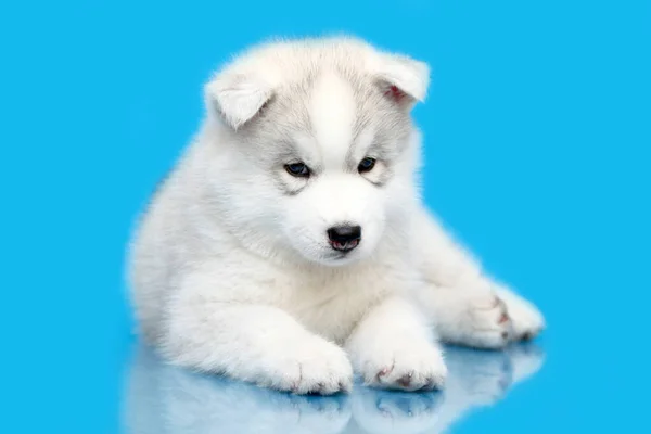 Adorable Cachorro Husky Siberiano Sobre Fondo Azul — Foto de Stock