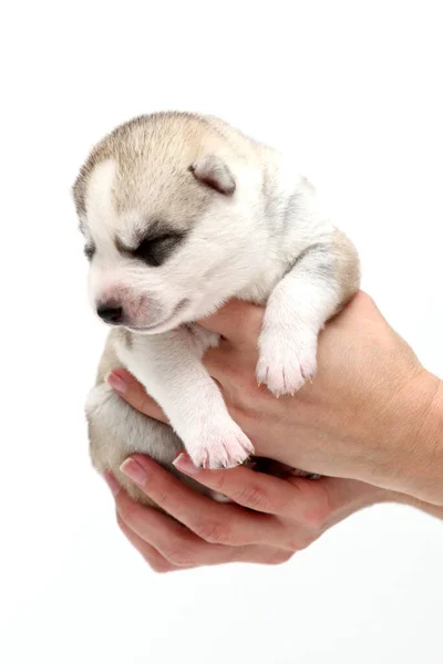 Bedårande Sibiriska Husky Valp Mänskliga Händer Vit Bakgrund — Stockfoto