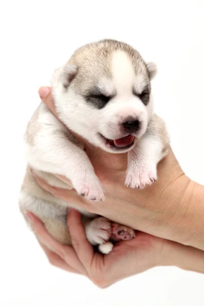 Adorável Siberian Husky Filhote Cachorro Mãos Humanas Sobre Fundo Branco — Fotografia de Stock