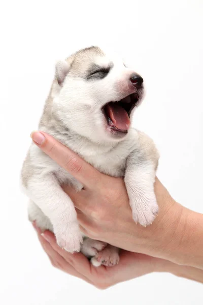 Bedårande Sibiriska Husky Valp Mänskliga Händer Vit Bakgrund — Stockfoto