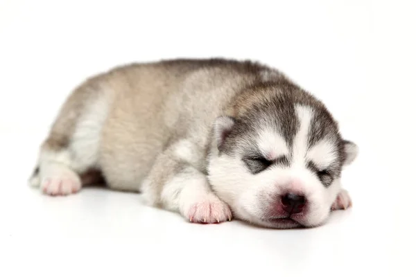 Schattige Siberische Husky Puppy Witte Achtergrond — Stockfoto