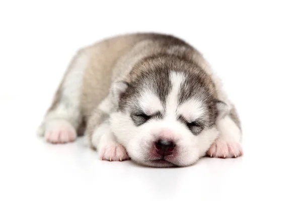 Schattige Siberische Husky Puppy Witte Achtergrond — Stockfoto