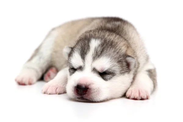 Adorável Siberian Husky Filhote Cachorro Fundo Branco — Fotografia de Stock