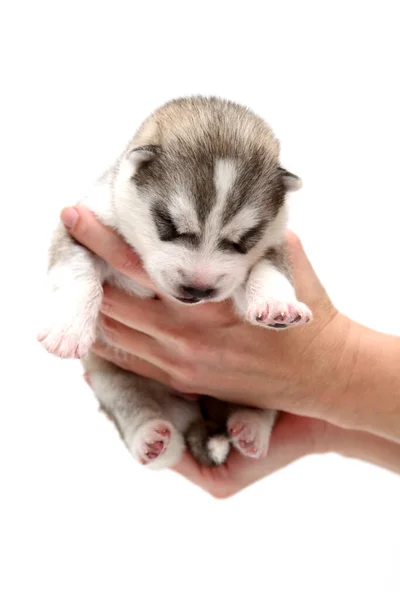 Anjing Husky Siberia Yang Manis Tangan Manusia Dengan Latar Belakang — Stok Foto