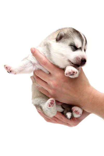 Anjing Husky Siberia Yang Manis Tangan Manusia Dengan Latar Belakang — Stok Foto