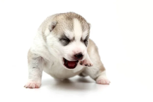 Adorable Siberian Husky Puppy White Background — Stock Photo, Image