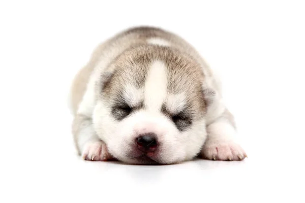 Adorable Cachorro Husky Siberiano Sobre Fondo Blanco —  Fotos de Stock