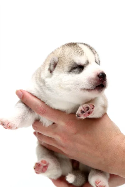 Αξιολάτρευτο Σιβηρίας Husky Κουτάβι Ανθρώπινα Χέρια Λευκό Φόντο — Φωτογραφία Αρχείου