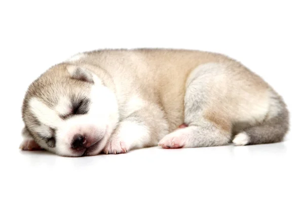 Adorable Cachorro Husky Siberiano Sobre Fondo Blanco — Foto de Stock