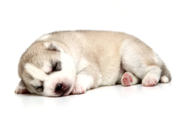 Bedårande Sibiriska Husky Valp Vit Bakgrund — Stockfoto
