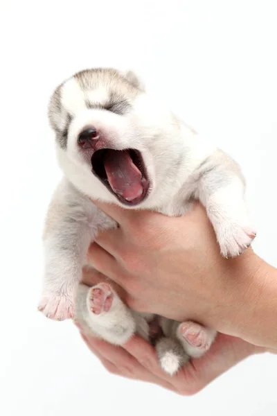 Adorável Siberian Husky Filhote Cachorro Mãos Humanas Sobre Fundo Branco — Fotografia de Stock