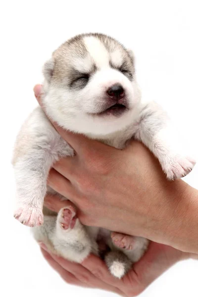 Adorable Cachorro Husky Siberiano Manos Humanas Sobre Fondo Blanco — Foto de Stock