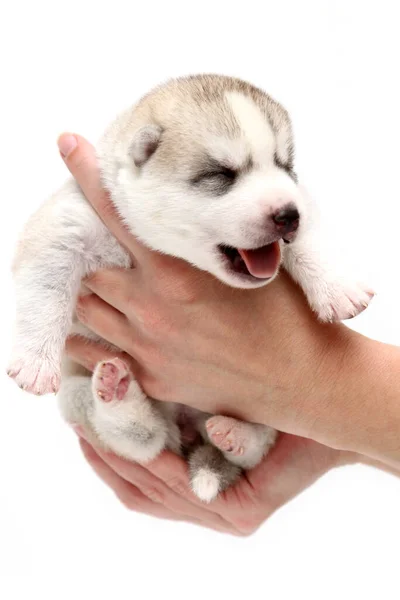 Adorável Siberian Husky Filhote Cachorro Mãos Humanas Sobre Fundo Branco — Fotografia de Stock