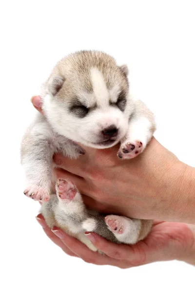 Adorable Cachorro Husky Siberiano Manos Humanas Sobre Fondo Blanco — Foto de Stock