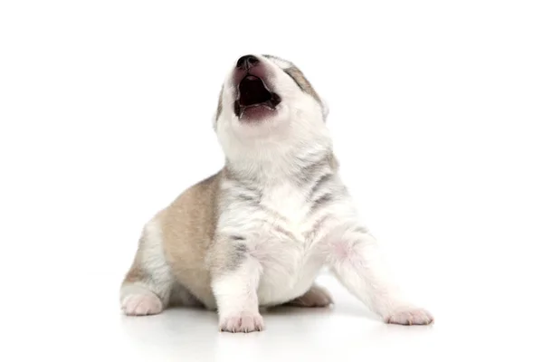 Adorable Cachorro Husky Siberiano Sobre Fondo Blanco — Foto de Stock