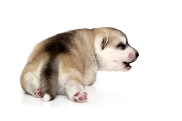 Schattige Siberische Husky Puppy Witte Achtergrond — Stockfoto