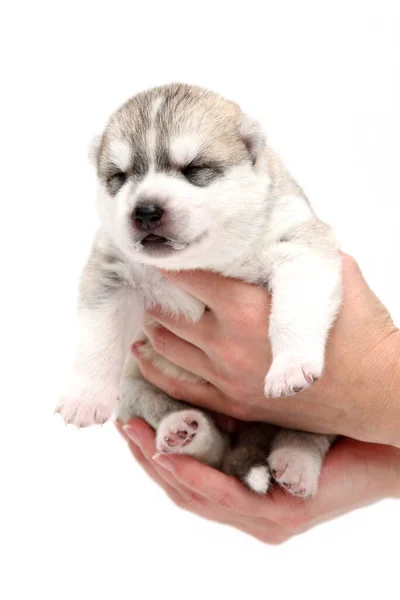 Adorável Siberian Husky Filhote Cachorro Mãos Humanas Sobre Fundo Branco — Fotografia de Stock