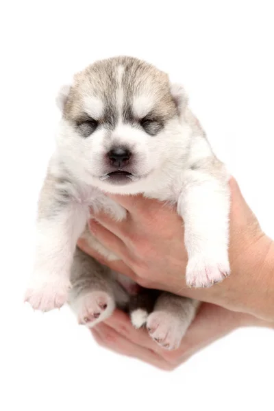 愛らしいシベリアハスキー子犬で人間の手にホワイトバックグランド — ストック写真