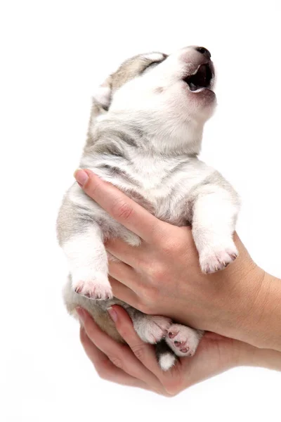 Adorável Siberian Husky Filhote Cachorro Mãos Humanas Sobre Fundo Branco — Fotografia de Stock