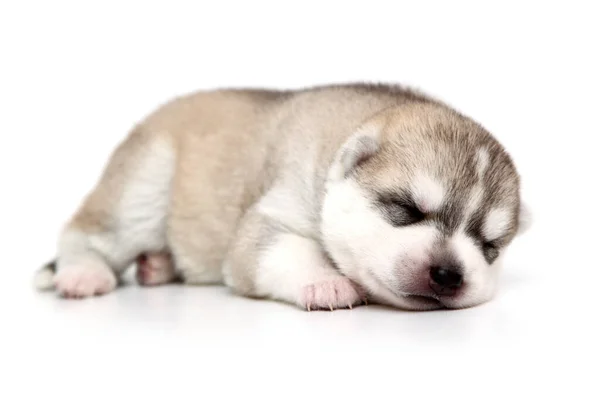 Anjing Husky Siberia Yang Manis Dengan Latar Belakang Putih — Stok Foto