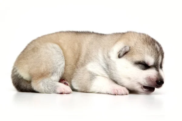 愛らしいシベリアハスキー子犬上の白い背景 — ストック写真