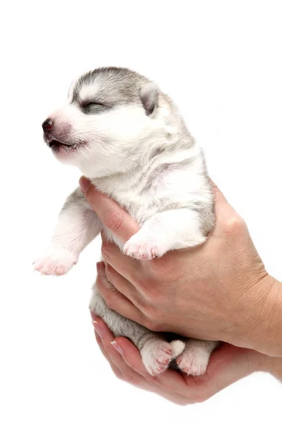可敬的西伯利亚哈士奇犬 白色背景的人类手中 — 图库照片