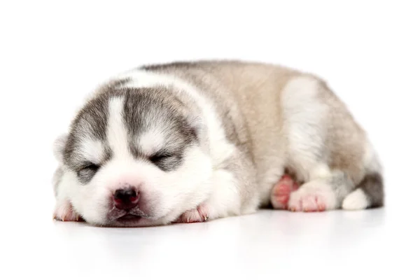 Adorable Cachorro Husky Siberiano Sobre Fondo Blanco —  Fotos de Stock