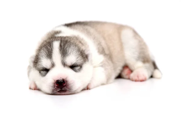 Adorable Cachorro Husky Siberiano Sobre Fondo Blanco — Foto de Stock