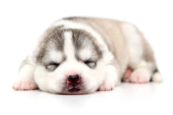 Schattige Siberische Husky Puppy Witte Achtergrond — Stockfoto