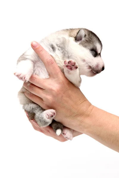 Entzückender Siberian Husky Welpe Menschenhand Auf Weißem Hintergrund — Stockfoto