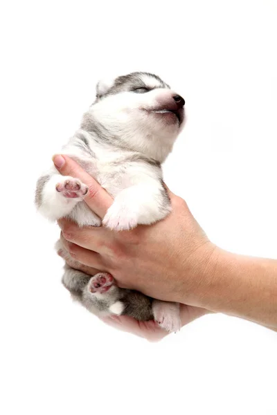 Adorable Cachorro Husky Siberiano Manos Humanas Sobre Fondo Blanco — Foto de Stock