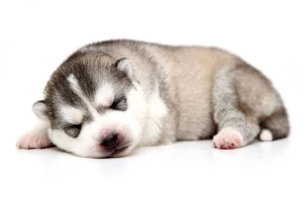 Adorable Chiot Husky Sibérien Sur Fond Blanc — Photo