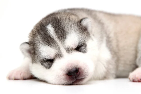 Adorable Chiot Husky Sibérien Sur Fond Blanc — Photo