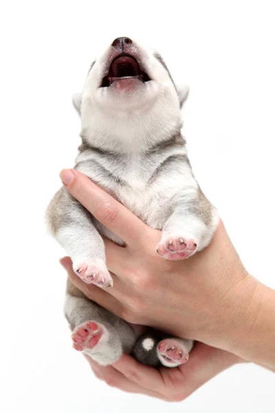 Adorável Siberian Husky Filhote Cachorro Mãos Humanas Sobre Fundo Branco — Fotografia de Stock