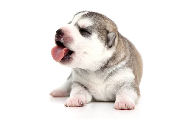 Adorable Chiot Husky Sibérien Sur Fond Blanc — Photo