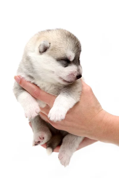 Adorable Chiot Husky Sibérien Dans Les Mains Humaines Sur Fond — Photo