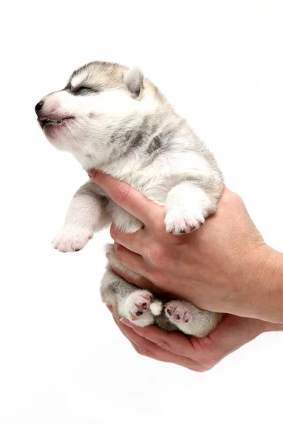 Schattige Siberische Husky Puppy Menselijke Handen Witte Achtergrond — Stockfoto