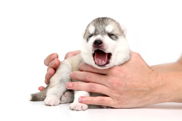 Adorable Siberian Husky Puppy Human Hands White Background — Stock Photo, Image