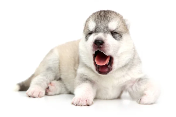 Adorable Siberian Husky Puppy White Background — Stock Photo, Image