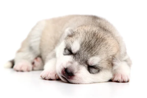 Adorable Cachorro Husky Siberiano Sobre Fondo Blanco — Foto de Stock