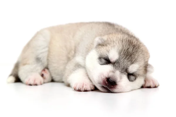 Adorable Cachorro Husky Siberiano Sobre Fondo Blanco — Foto de Stock