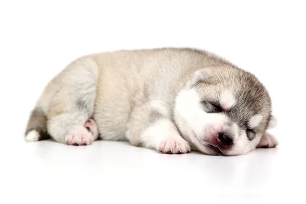 Schattige Siberische Husky Puppy Witte Achtergrond — Stockfoto