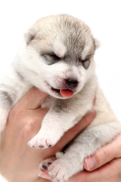 Schattige Siberische Husky Puppy Menselijke Handen Witte Achtergrond — Stockfoto