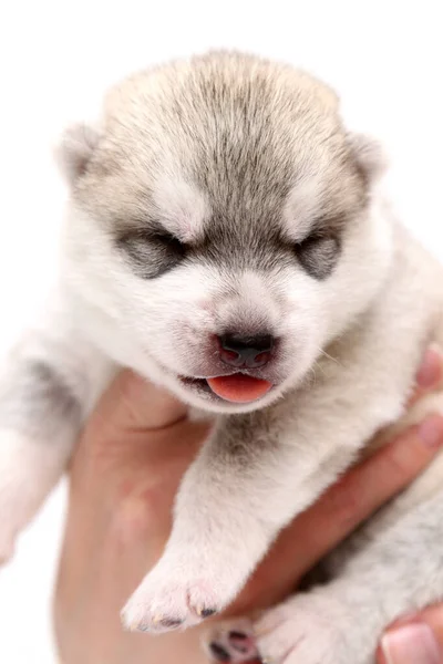 愛らしいシベリアハスキー子犬で人間の手にホワイトバックグランド — ストック写真