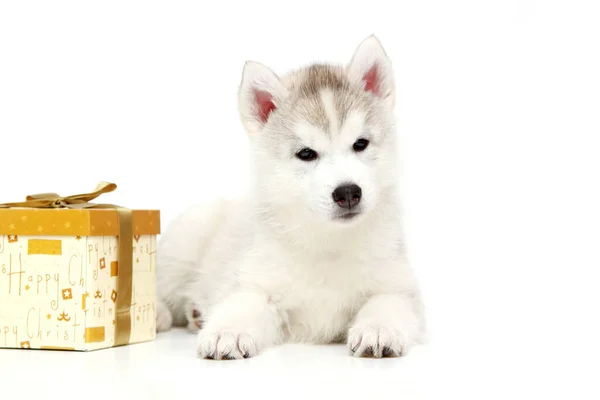Adorable Cachorro Husky Siberiano Con Caja Actual Sobre Fondo Blanco —  Fotos de Stock