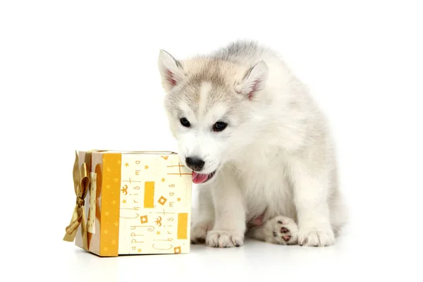 Adorable Siberian Husky Puppy Present Box White Background — Stock Photo, Image