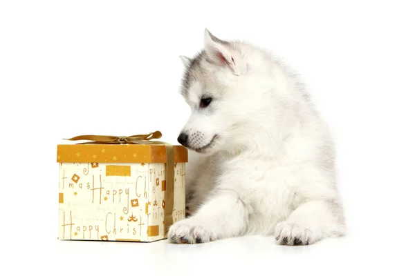 Adorable Cachorro Husky Siberiano Con Caja Actual Sobre Fondo Blanco —  Fotos de Stock