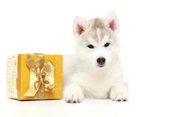可敬的西伯利亚哈士奇小狗 有白色背景的礼盒 — 图库照片