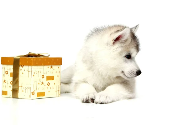 Entzückender Siberian Husky Welpe Mit Geschenkbox Auf Weißem Hintergrund — Stockfoto